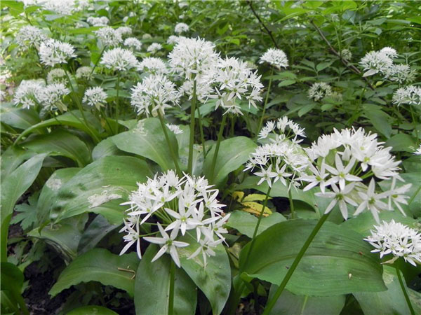 Цибуля ведмежа